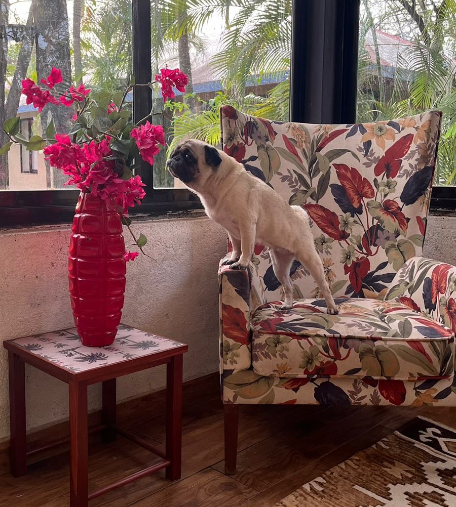 Pet friendly stay at Mango Beach House Alibaug