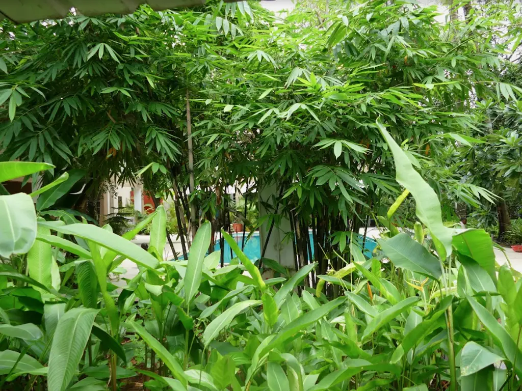 Private garden at Mango Baug Kihim holiday homes