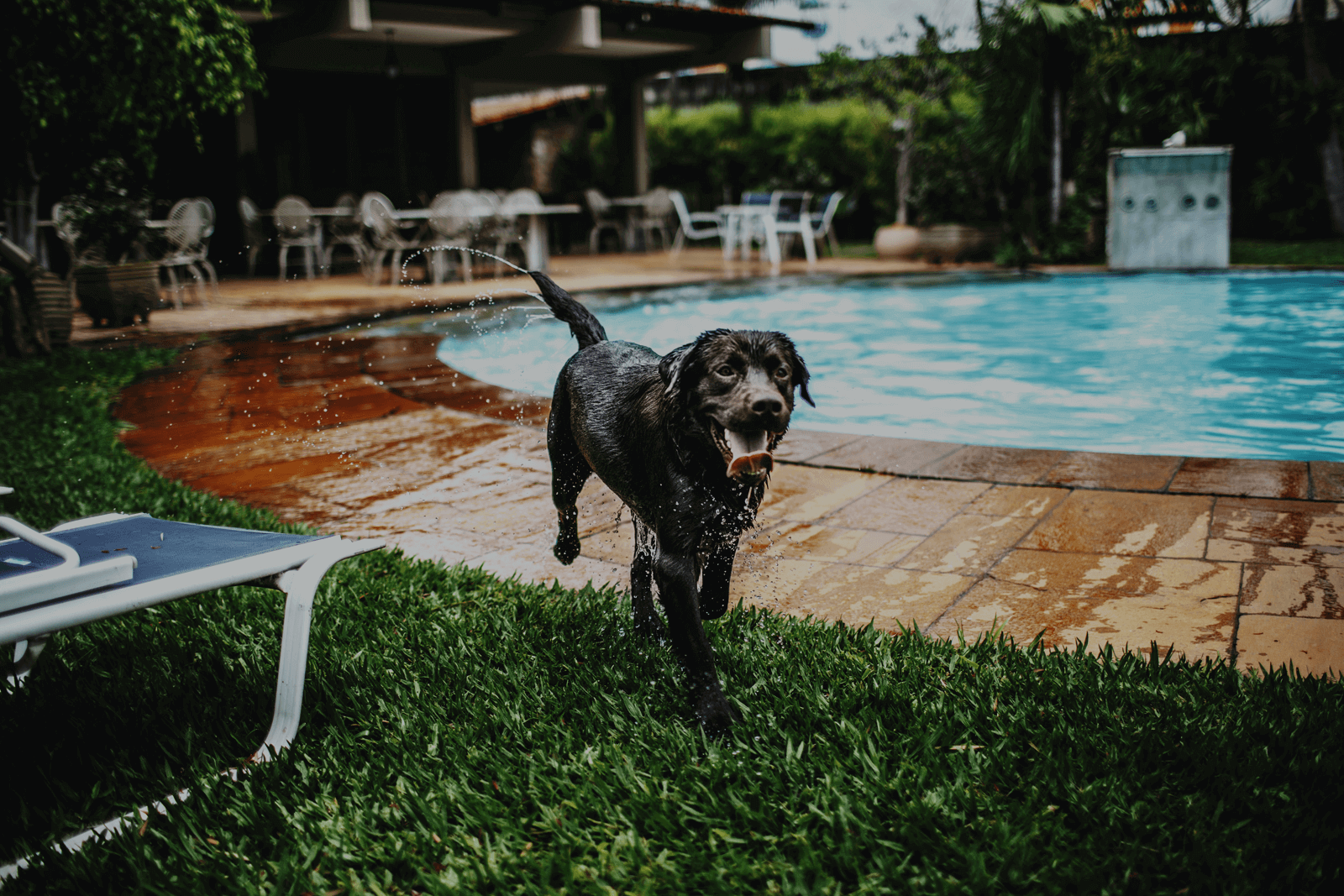 pet friendly villas in alibaug