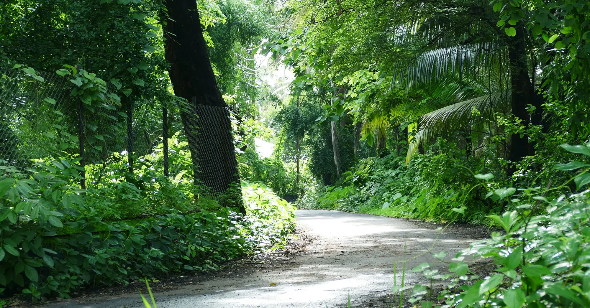Walking path to beach from Mango Beach Wadi